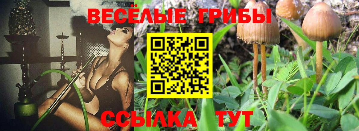Псилоцибиновые грибы Psilocybe  Псилоцибиновые грибы прущие грибы  Серпухов  Вход с VPN 